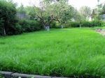 Как выбрать и посадить газонную траву на участке: советы специалистов