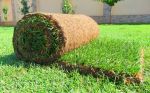 Как выбрать и посадить газонную траву на участке: советы специалистов