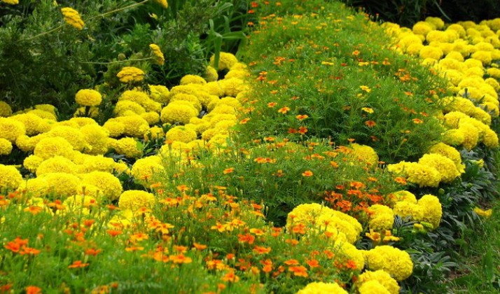 Желтые цветники-миксбордеры