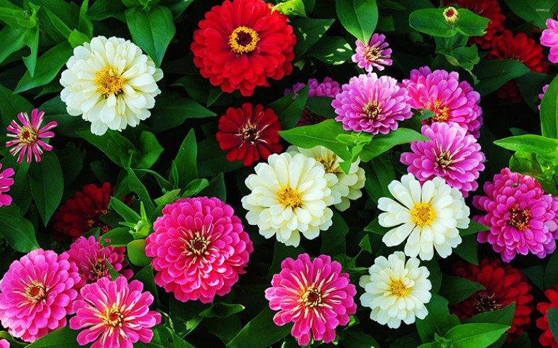 Цветы-однолетники для сада неприхотливые и долгоцветущие