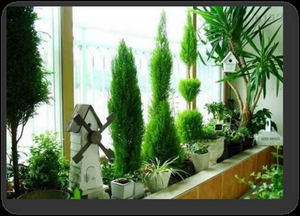 Выращивание растений на «холодном» балконе