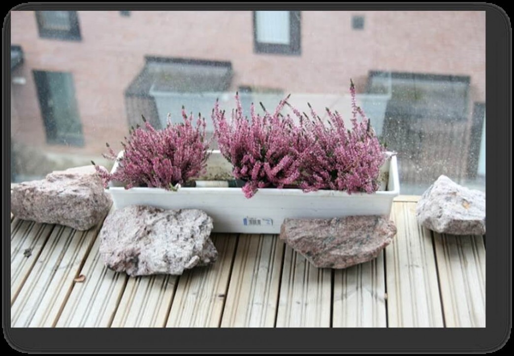 Выращивание растений на «холодном» балконе