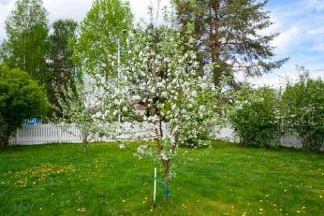 Плодовые деревья: сколько сажать яблонь, груш, слив?