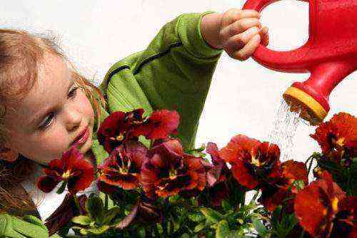 Цветы в детской комнате полезности и опасности